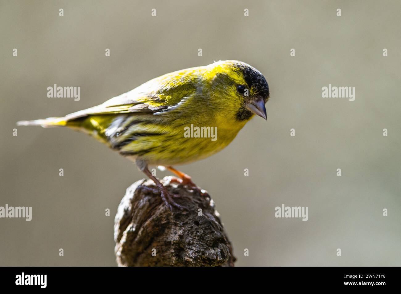 Male of Eurasian Siskin, Spinus spinus, bird in forest at winter sun Stock Photo