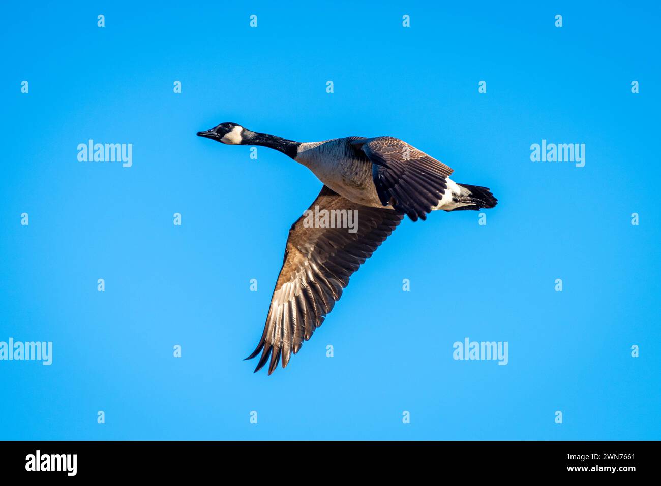 Canadian Goose in Flight Stock Photo - Alamy