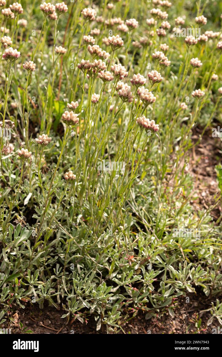 A riot of Rosy pussytoes (Antennaria rosea) grows on a sunny meadow in Wyoming, USA. Stock Photo
