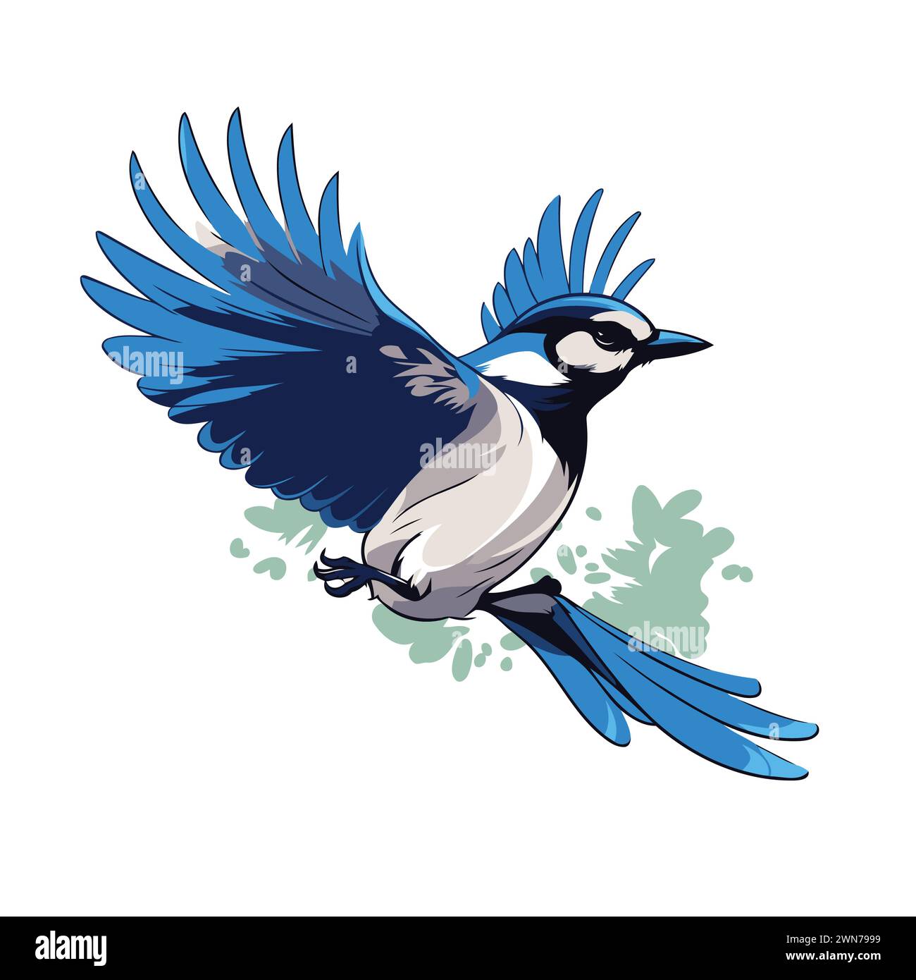 Vector illustration of a blue jay bird on a white background Stock