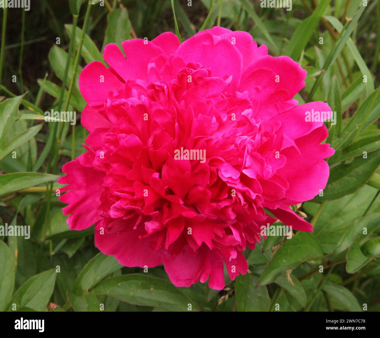 Bright pink double Peony flower at Georgeson Botanical Garden in ...