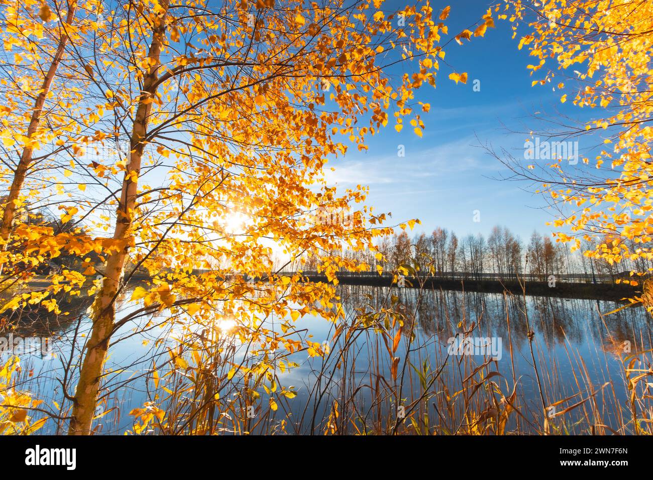 Leafy trees foreground hi-res stock photography and images - Alamy