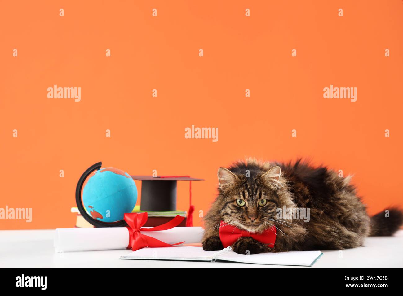 Cute cat with notebook, diploma and globe on table against orange ...