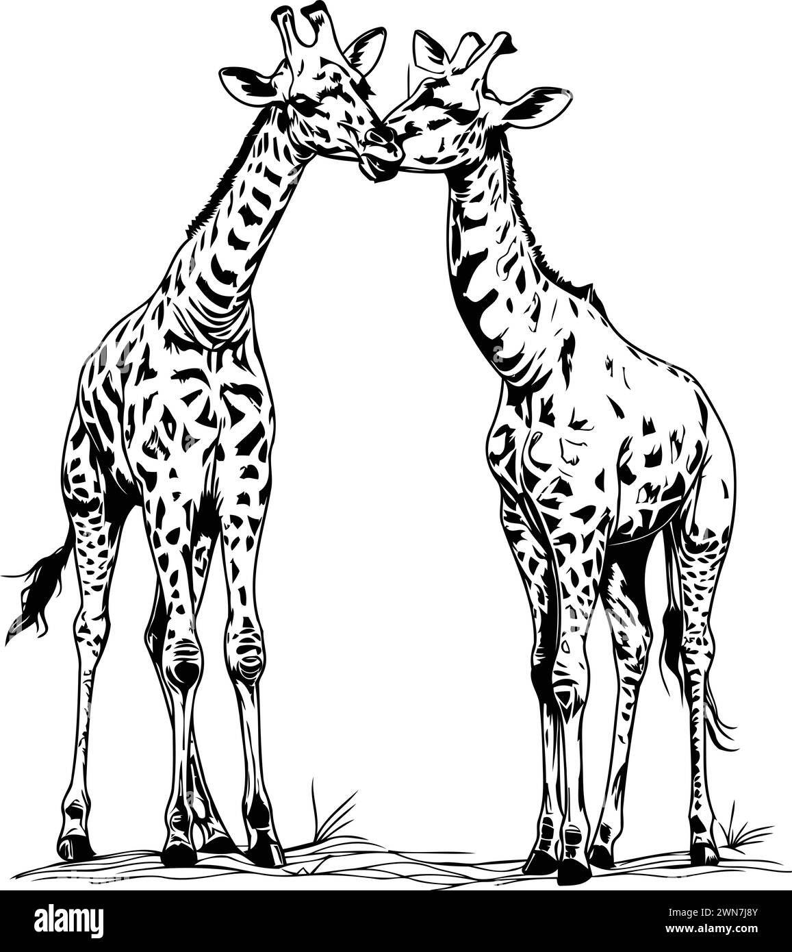 Giraffes drawing Black and White Stock Photos &amp; Images - Alamy