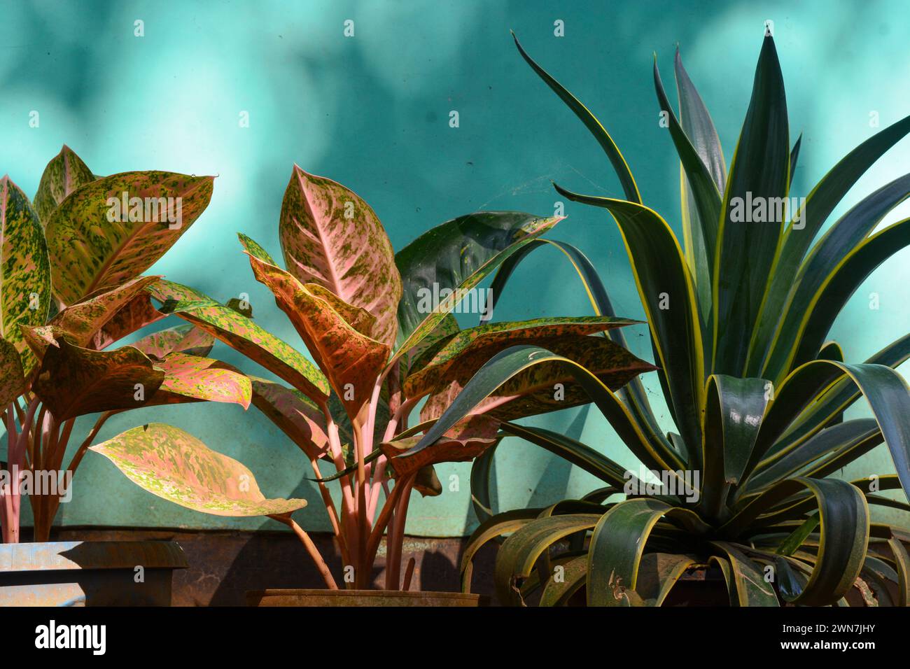 View of tropical plants from south east asia country Stock Photo - Alamy