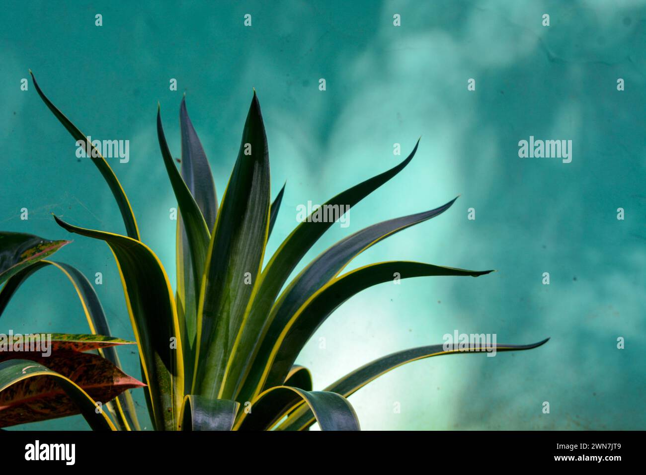 View of tropical plants from south east asia country Stock Photo - Alamy