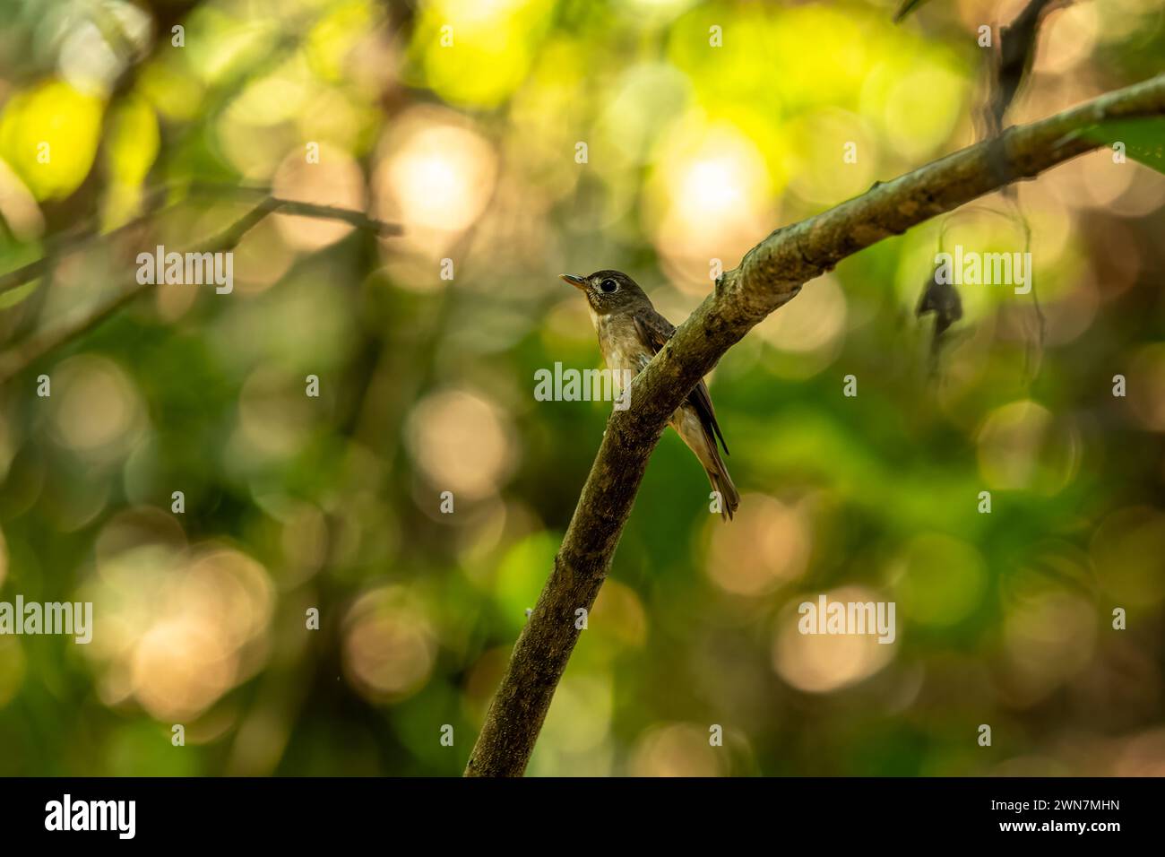 Discover Nature's Charm: The Adorable Brown-breasted Flycatcher Captures Hearts with Its Innocent Gaze. Stock Photo