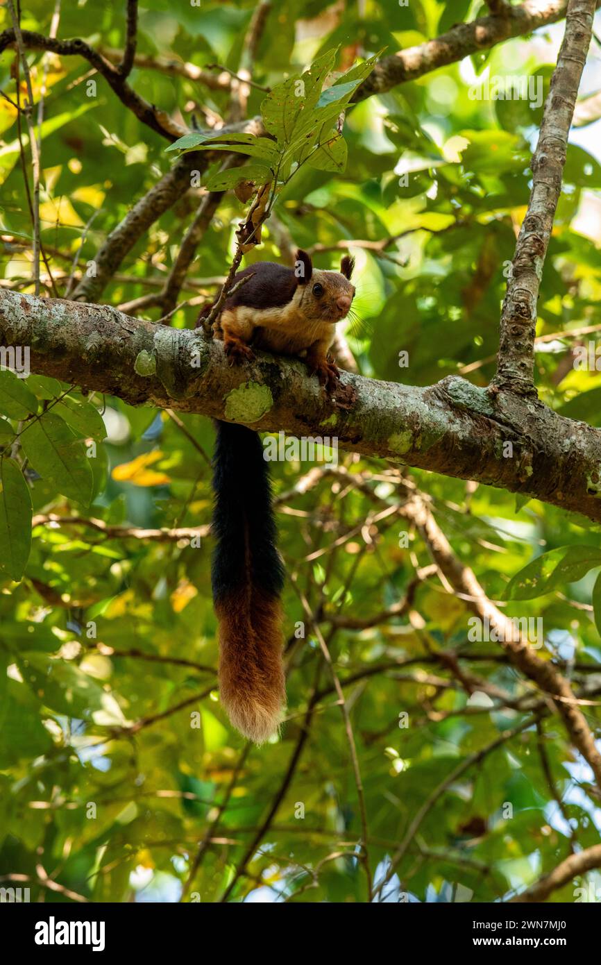 Discover the Vibrant Majesty of India's Arboreal Wonder: The Indian Giant Squirrel Stock Photo