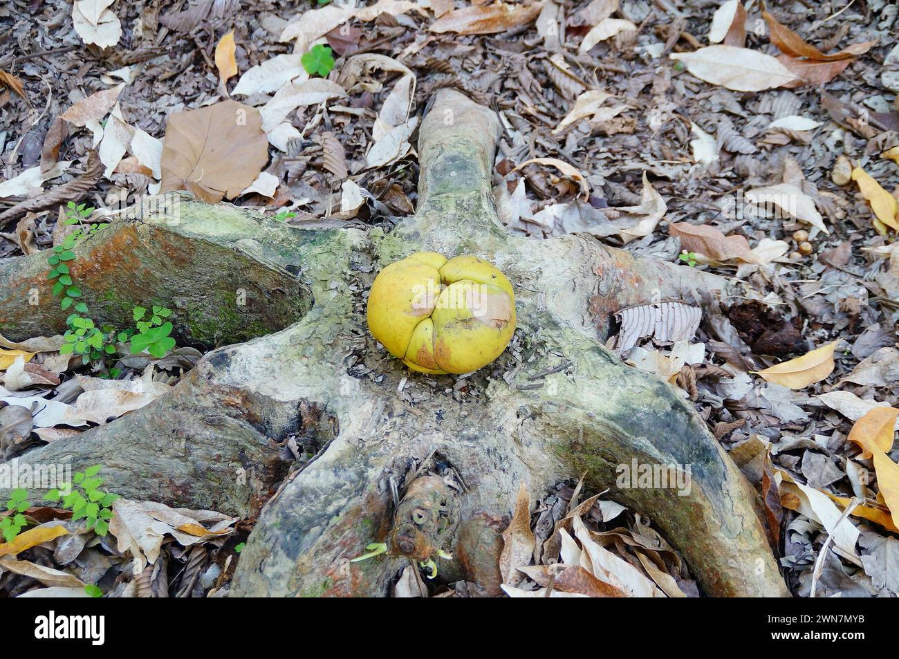 Elephant apple fruit on tree stumps Stock Photo