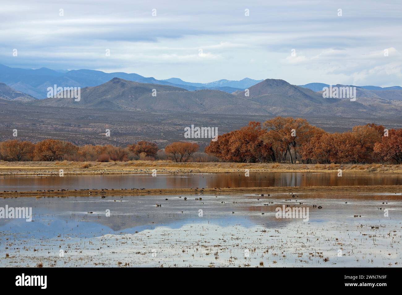 Landscape in wetland of Bosque del Apache - New Mexico Stock Photo