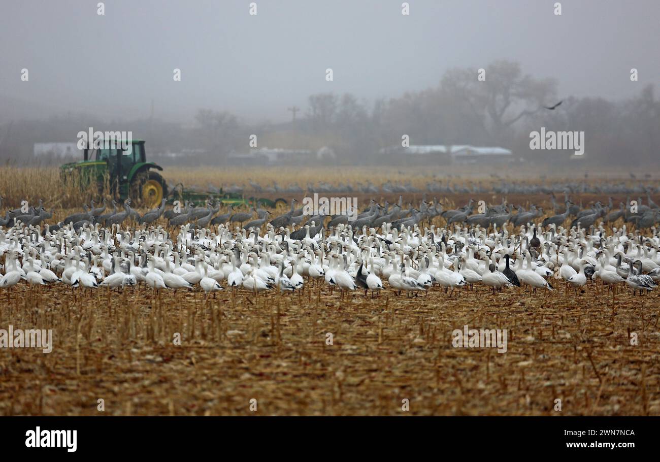 Birds waiting for corn - Bosque del Apache National Wildlife Refuge, New Mexico Stock Photo
