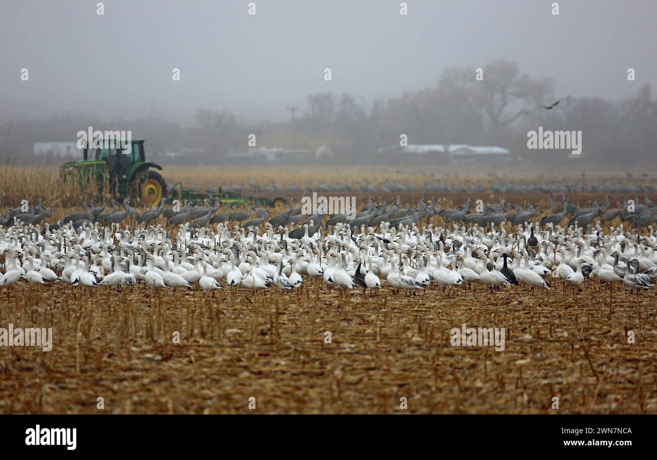 Bosque del apache corn hi-res stock photography and images - Alamy