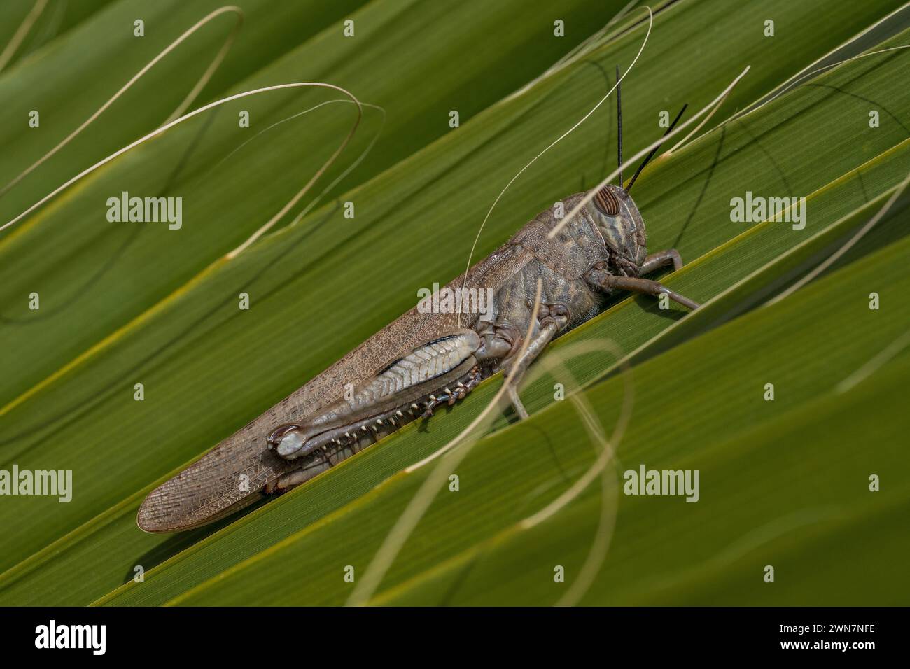 Insect leaf antenna nature hi-res stock photography and images - Alamy