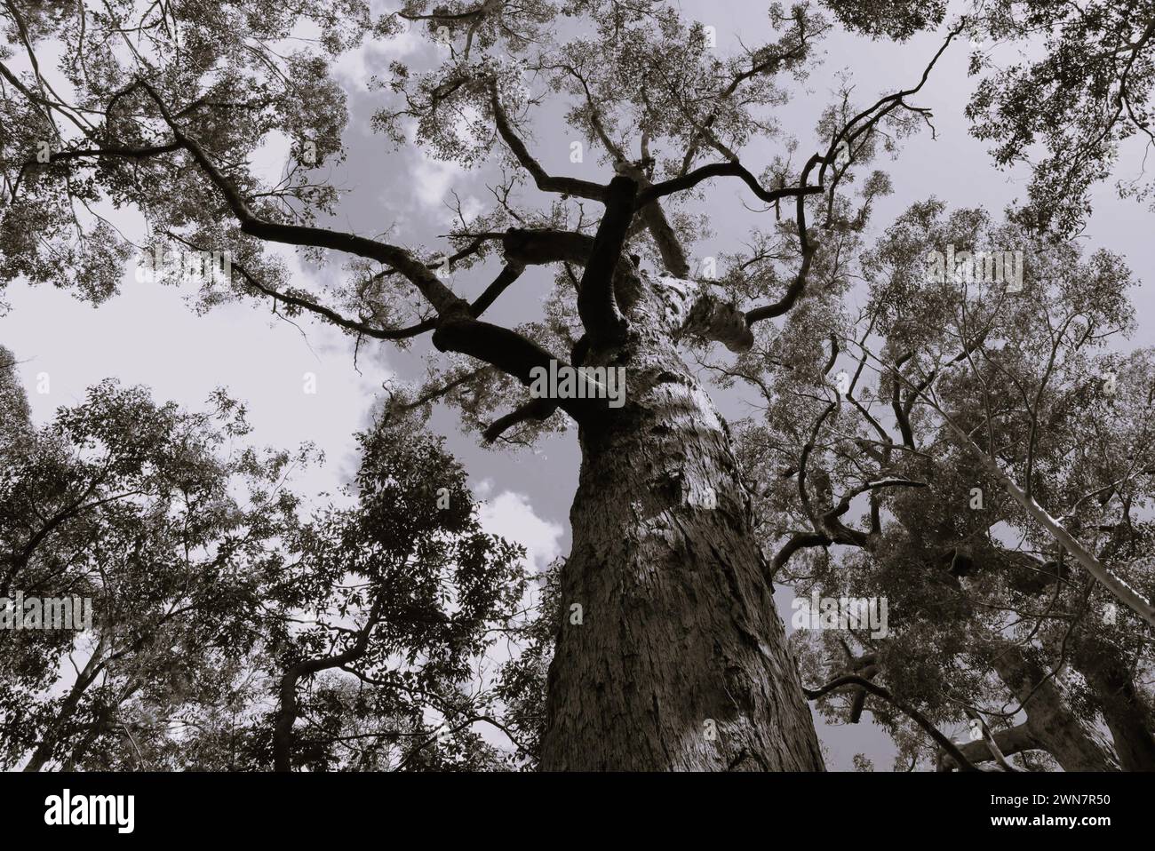 The Treetops of the Red Tingle Forest at Tingledale, Western Australia. Stock Photo