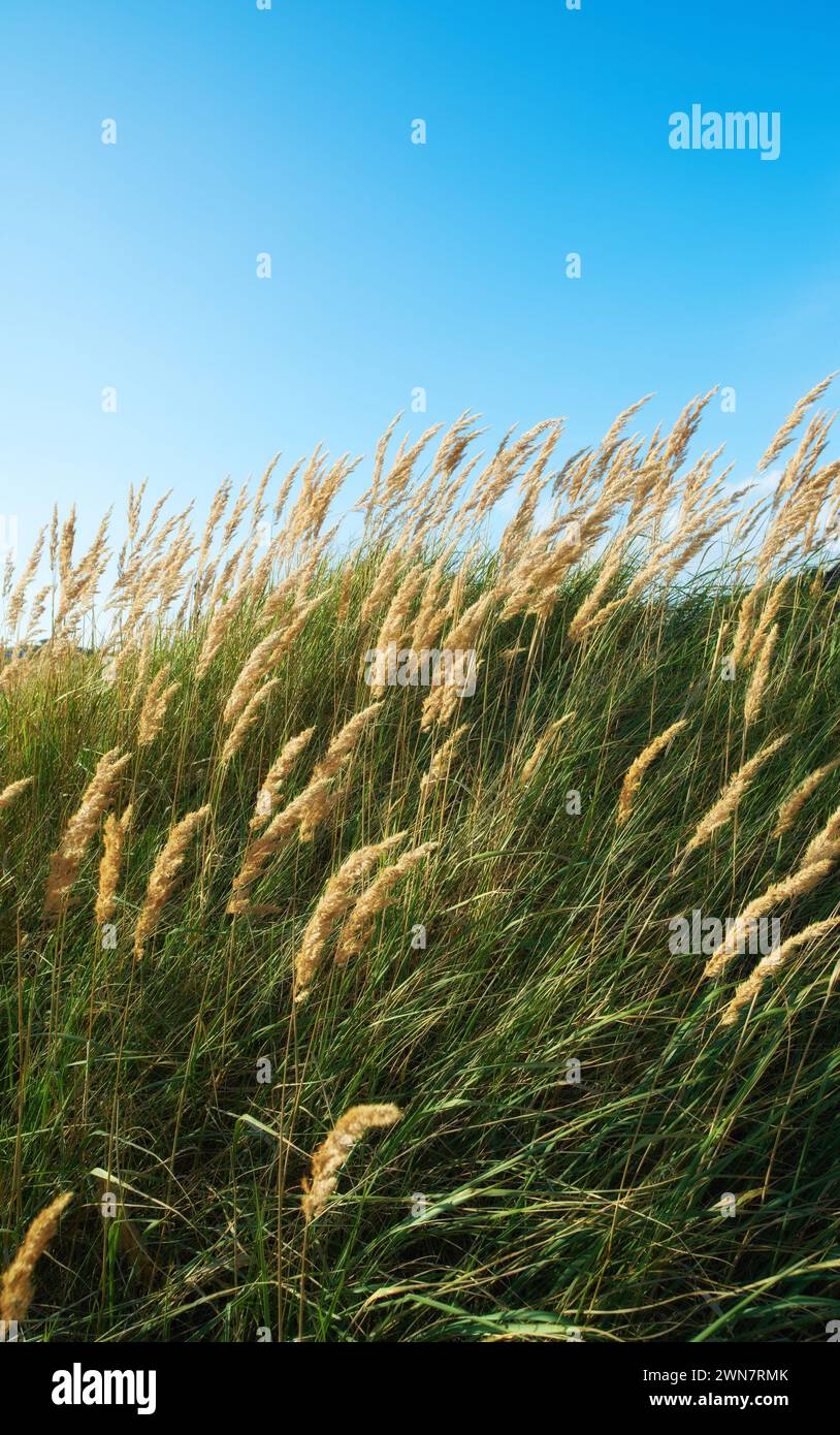 Growth, field or nature with flowers, agro farming or plants for sustainable environment in meadow. Background, calamagrostis epigejos or space for Stock Photo