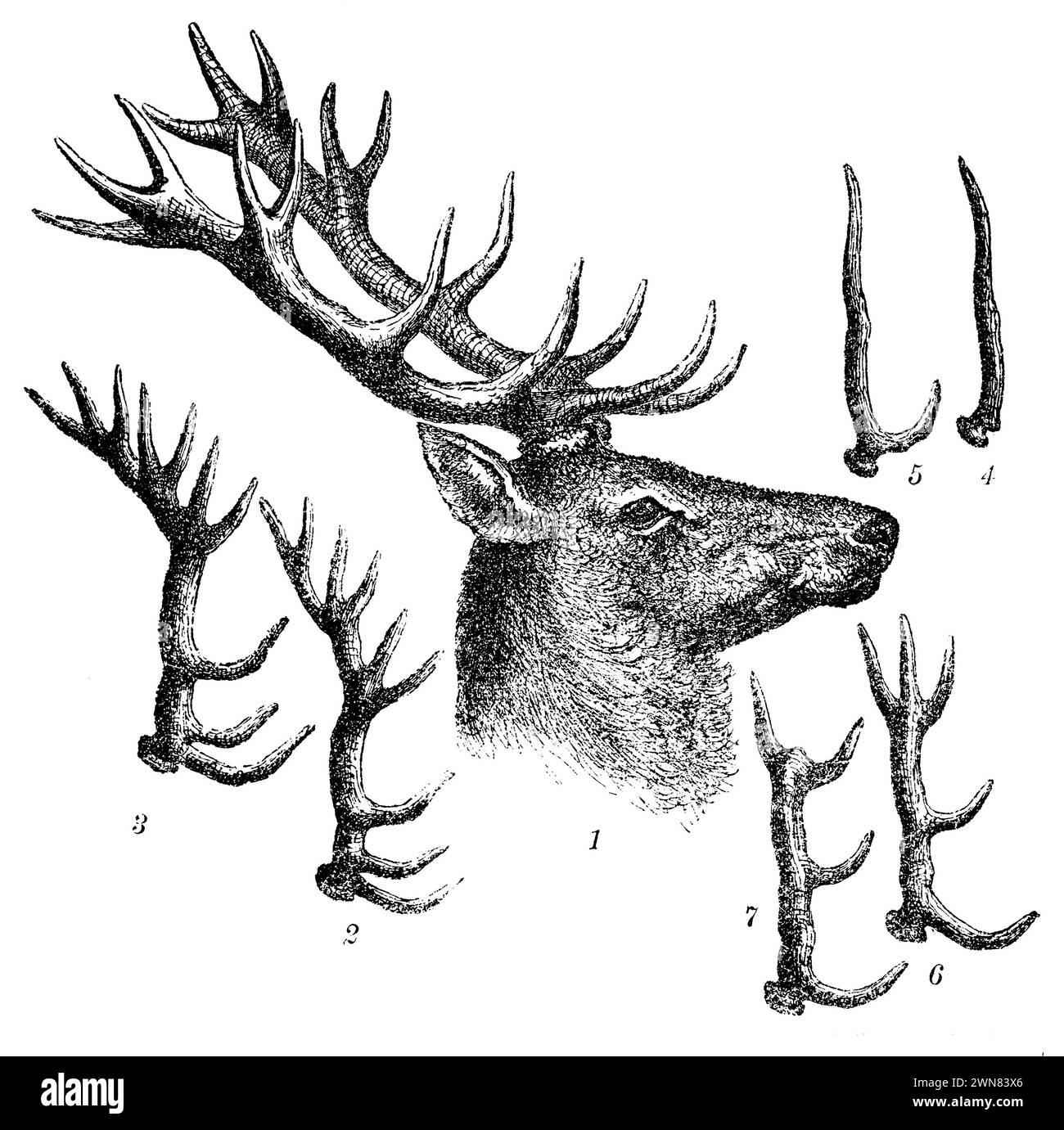 Head and antlers of the stag in later years. Head of the six-toed deer. 2 Antlers of the eight-toed deer. 3 of the twenty-year-old. 4 Atrophy of the antlers. Missing eye and centre rung. 5 Missing ice and centre rung. 6 Missing ice rung on the twelve-pointer, ,  (encyclopedia, 1893), Kopf und Geweih des Hirsches in späteren Jahren. Kopf des Sechzehnenders. 2 Geweih des Achtzehnenders. 3 des Zwanzigenders. 4 Verkümmerung des Geweihs. Fehlende Augen- und Mittelsprosse. 5 fehlende Eis- und Mittelsprosse. 6 fehlende Eissprosse beim Zwölfender, Tête et bois du cerf dans les années ultérieures. Tête Stock Photo