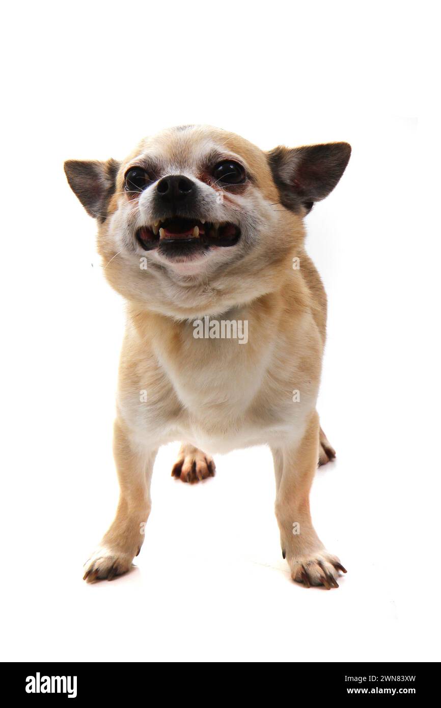 short hair chihuahua isolated on the white background Stock Photo