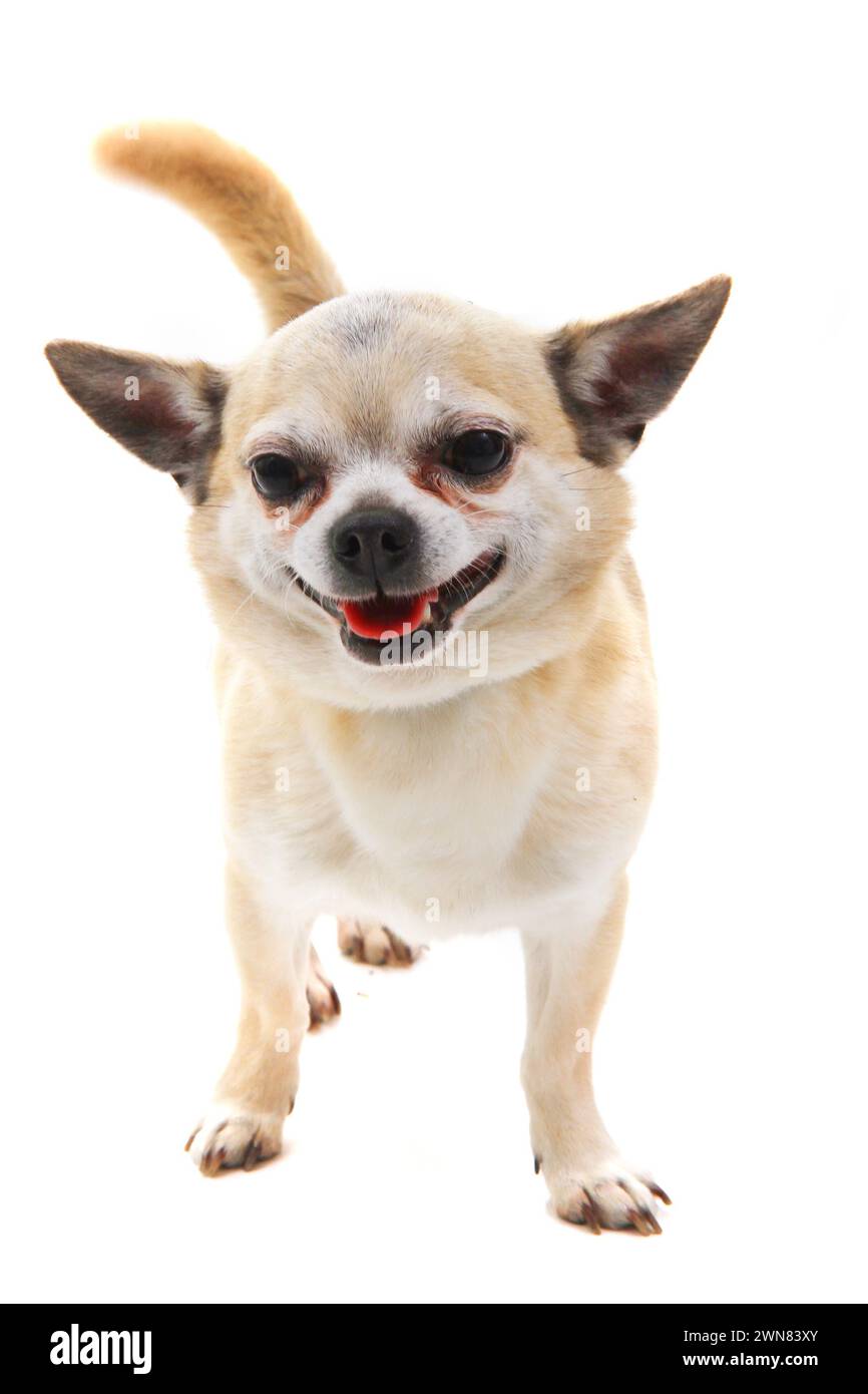 short hair chihuahua isolated on the white background Stock Photo