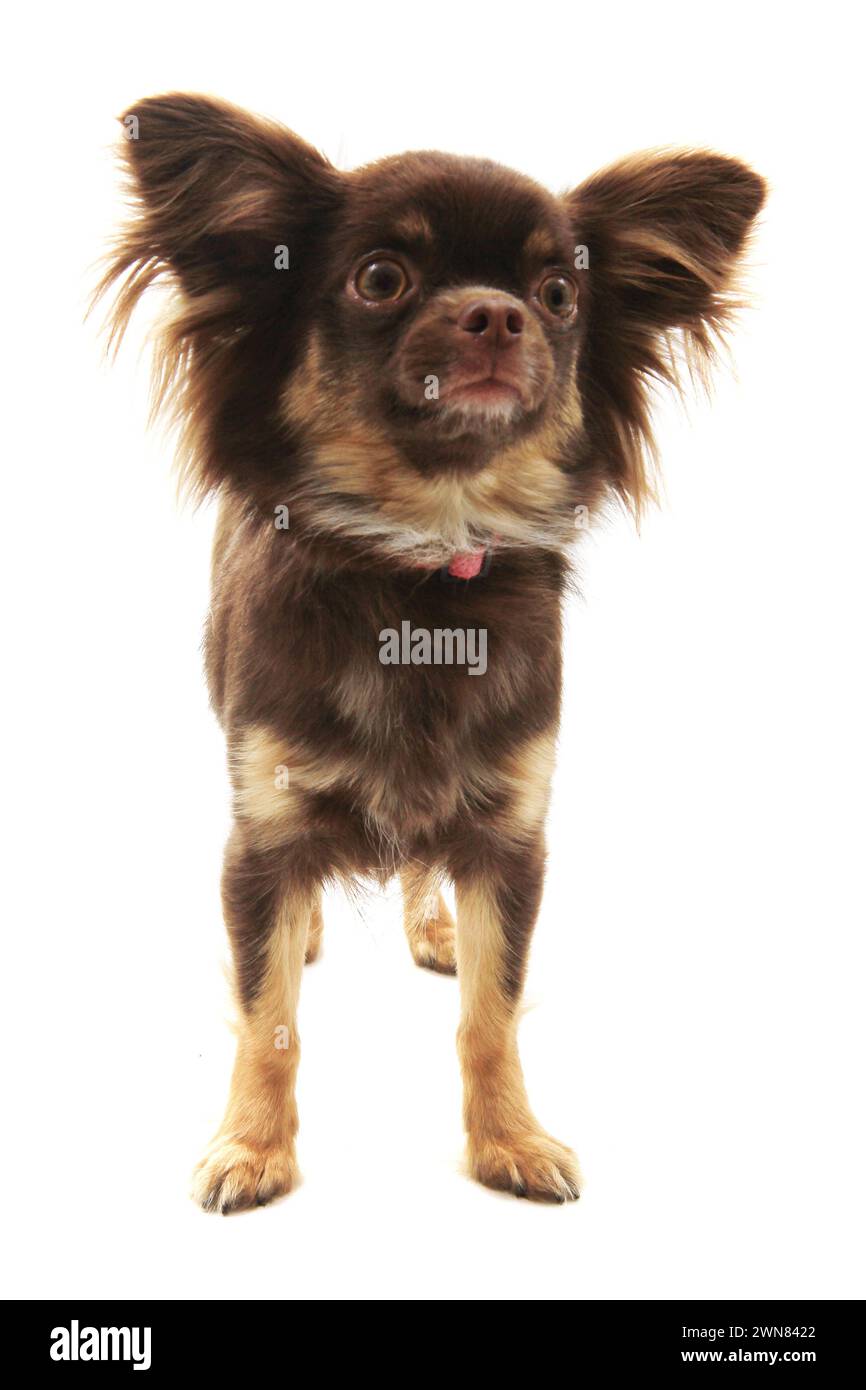 Brown Long Hair Chihuahuanull
