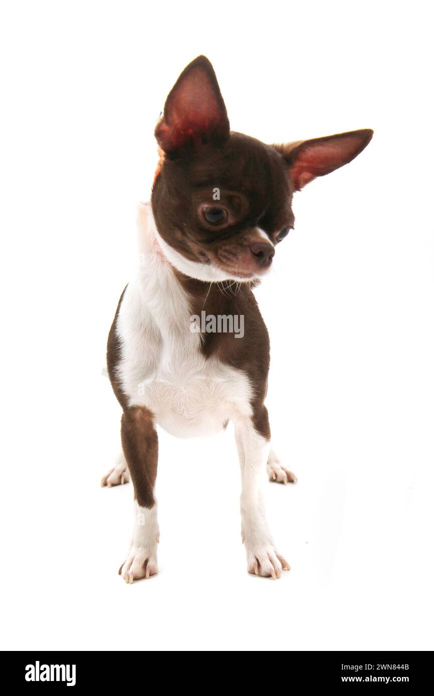 brown short hair chihuahua isolated on the white background Stock Photo