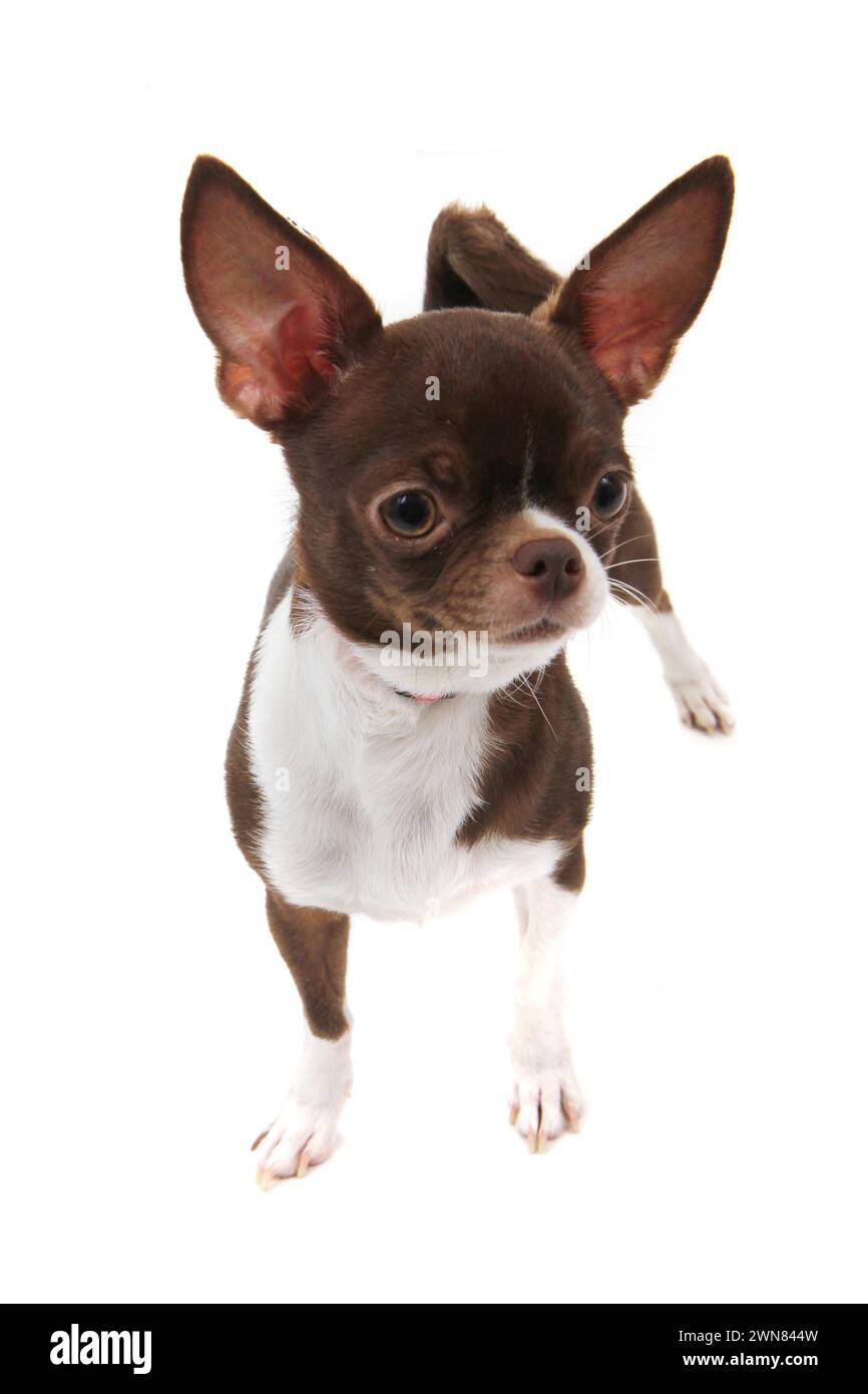 brown short hair chihuahua isolated on the white background Stock Photo