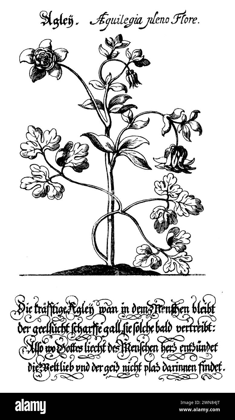 common columbine, Aquilegia vulgaris,  (, ), Gemeine Akelei, Ancolie commune Stock Photo
