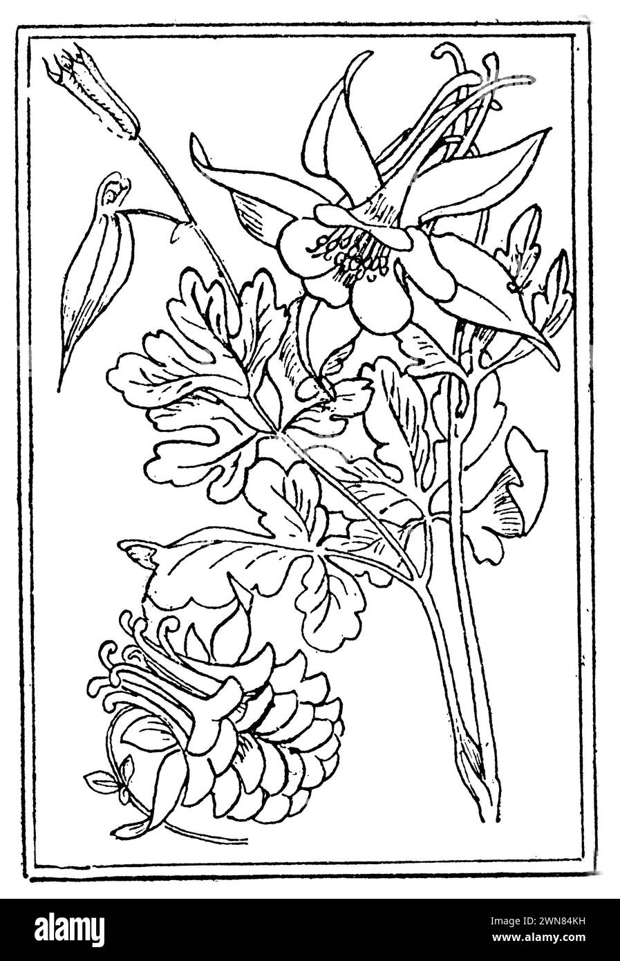 common columbine, Aquilegia vulgaris, Petersen, Carl Olof (1881-1931) (garden book, 1936), Gemeine Akelei, Ancolie commune Stock Photo
