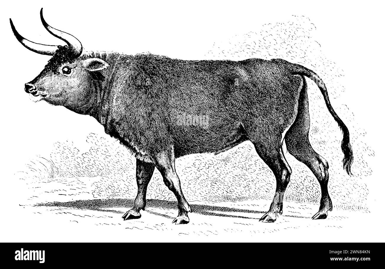 Aurochs, Bos primigenius,  (agricultural book, 1912), Auerochse, aurochs Stock Photo