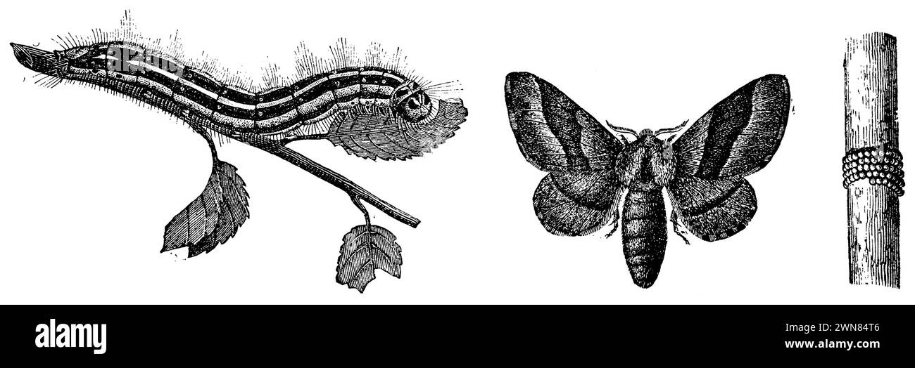 lackey moth, Malacosoma neustria,  (agricultural book, 1898), Ringelspinner, Livrée des arbres Stock Photo