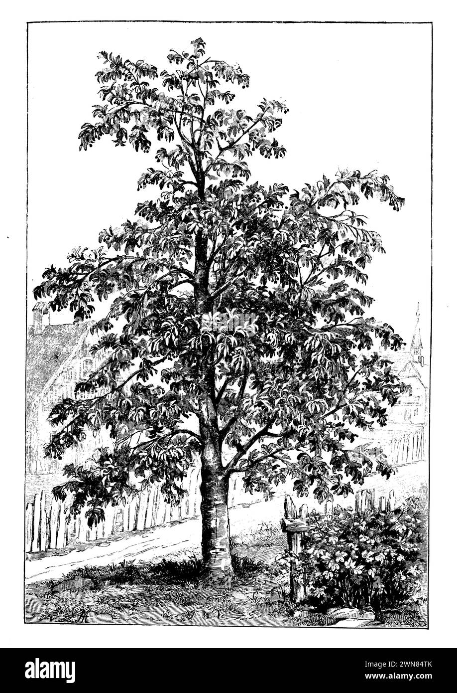 bird cherry, Prunus avium,  (botany book, 1898), Vogel-Kirsche, merisier Stock Photo