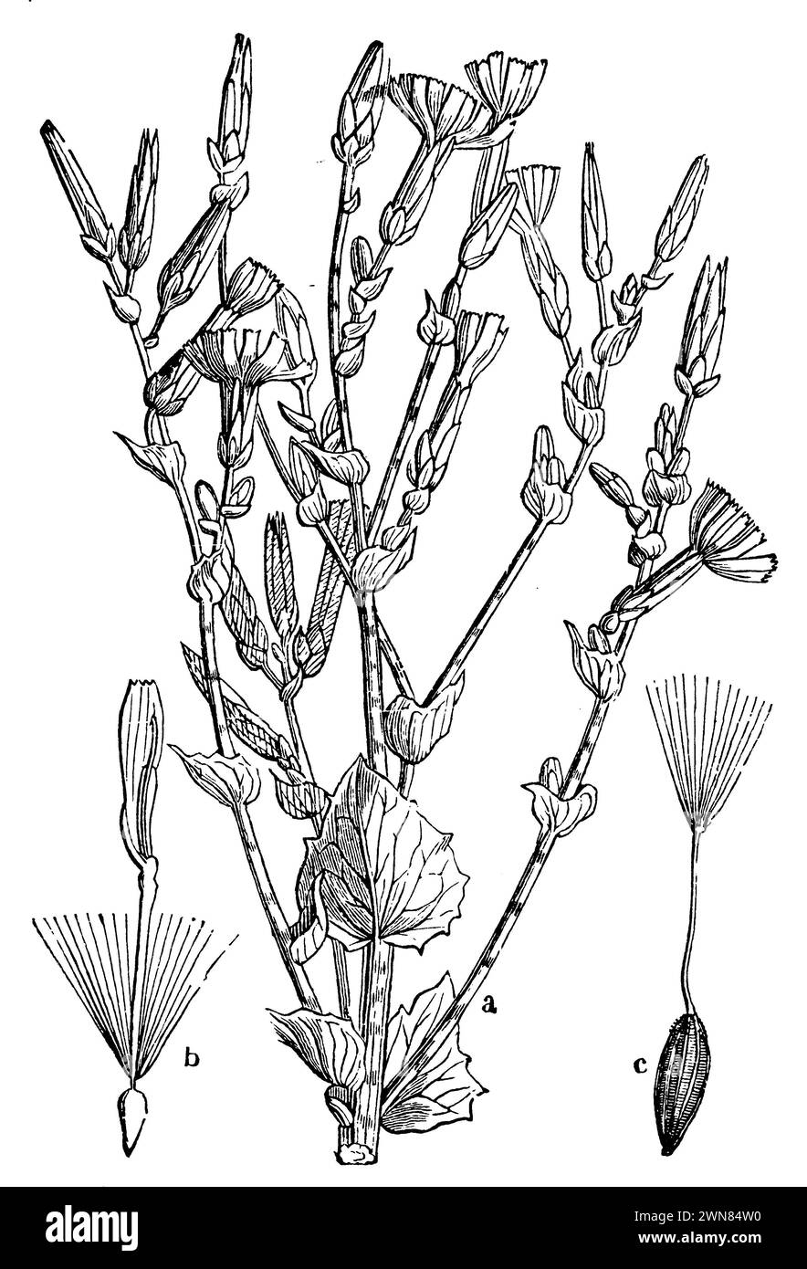 lettuce, a plant, b flower, c fruit, Lactuca sativa,  (botany book, 1898), Gartensalat, a Pflanze, b Blüte, c Frucht, laitue, a plante, b fleur, c fruit Stock Photo