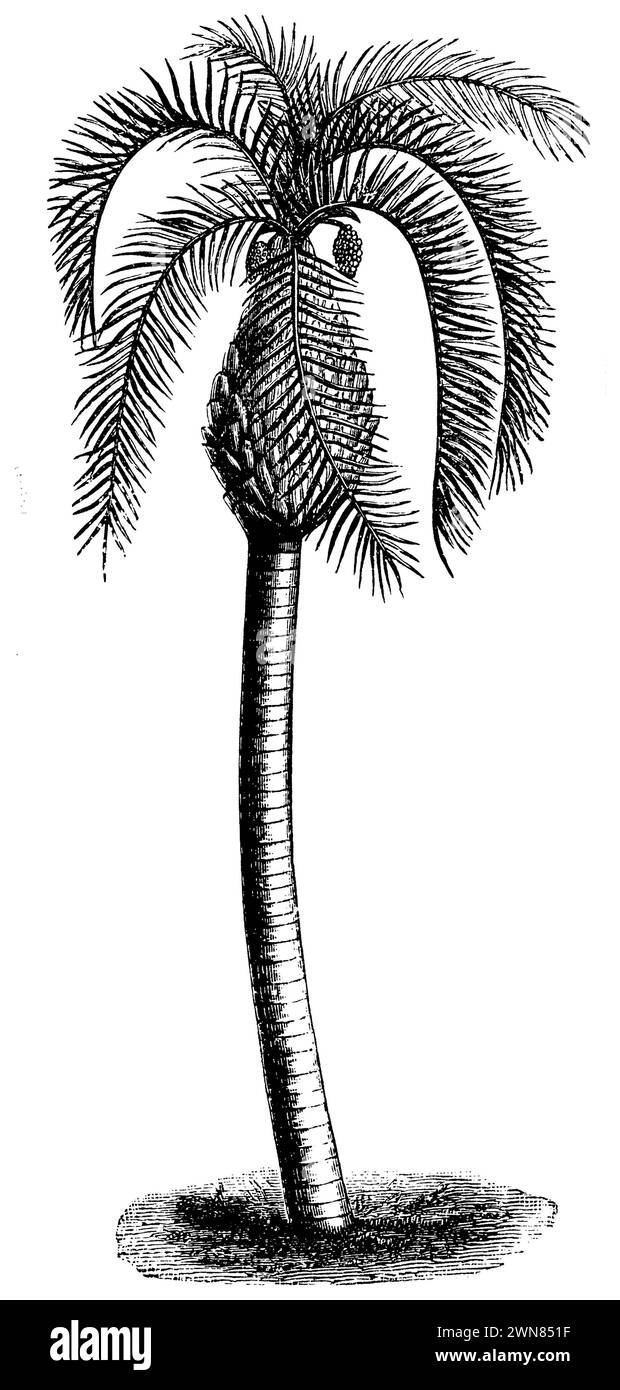 jelly palm, Butia capitata,  (encyclopedia, 1892), Butia capitata, arbre à laque Stock Photo