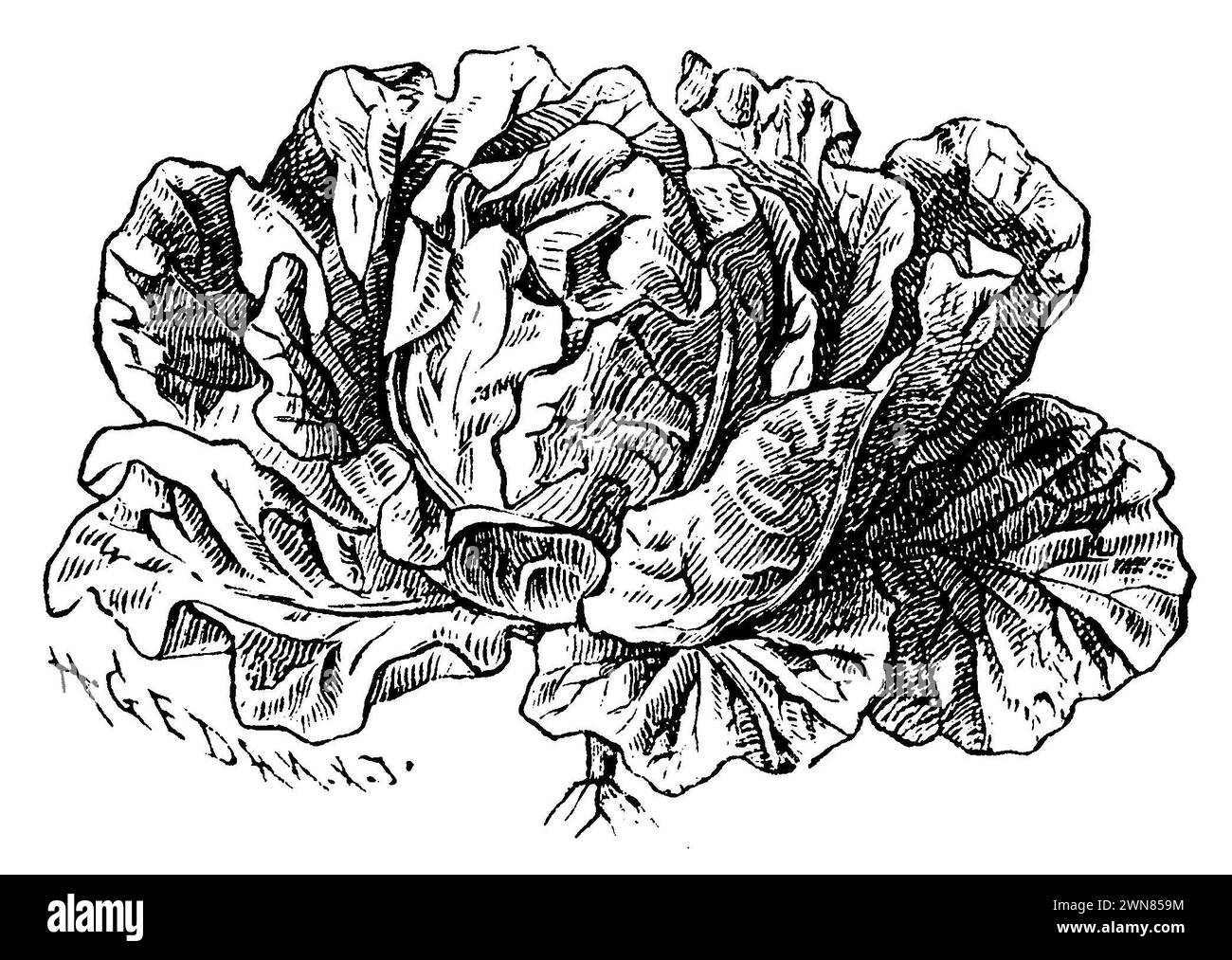 lettuce, Lactuca sativa, H.W, und H. Gedan (botany book, 1910), Gartensalat, laitue Stock Photo