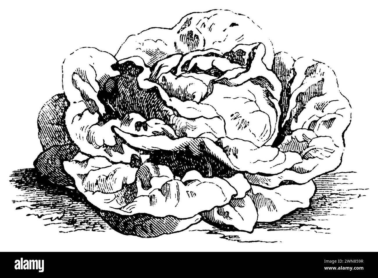 corn salad, Variety: Brown 'Trotzkopf', Valerianella locusta,  (garden book, 1893), Feldsalat, Sorte: Brauner Trotzkopf, mâche, Variété : Trotzkopf brun Stock Photo