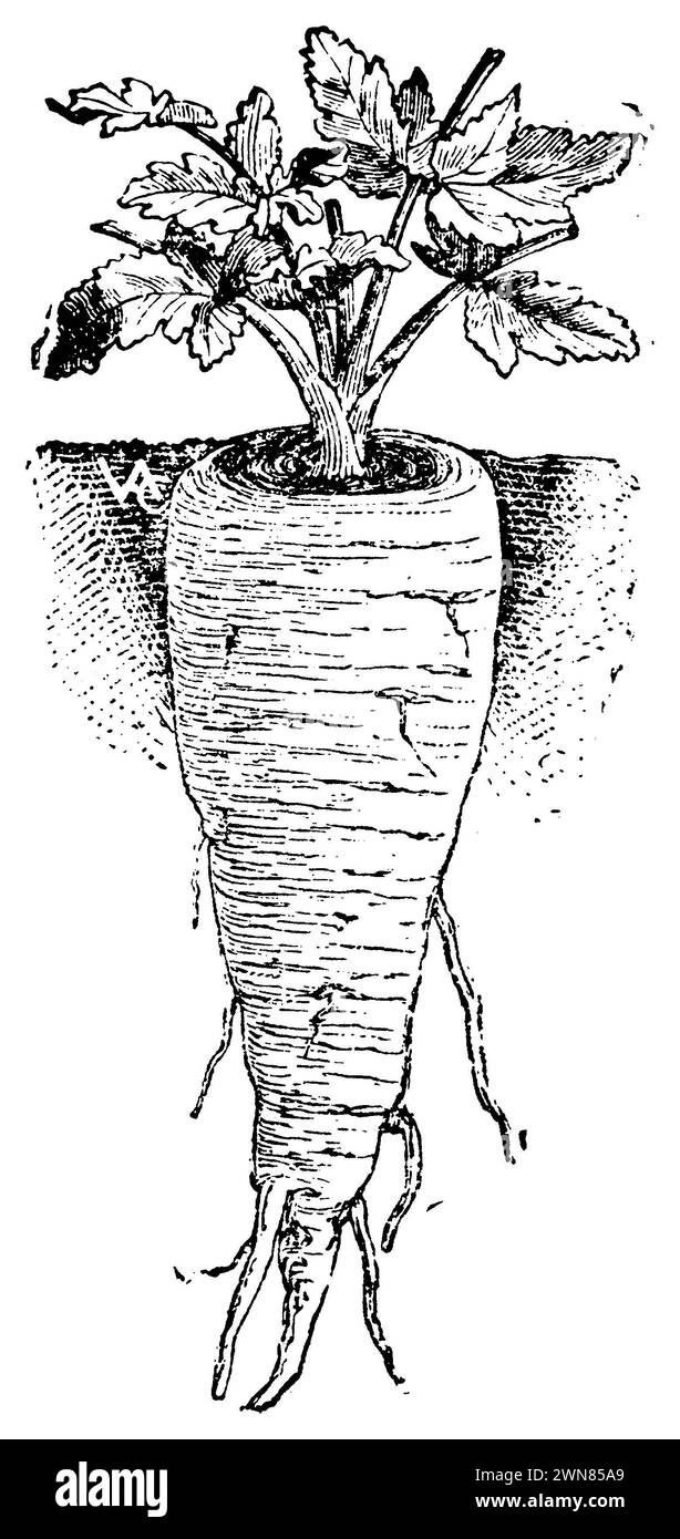 parsnip, Pastinaca sativa,  (garden book, 1907), Pastinake, panais cultivé Stock Photo
