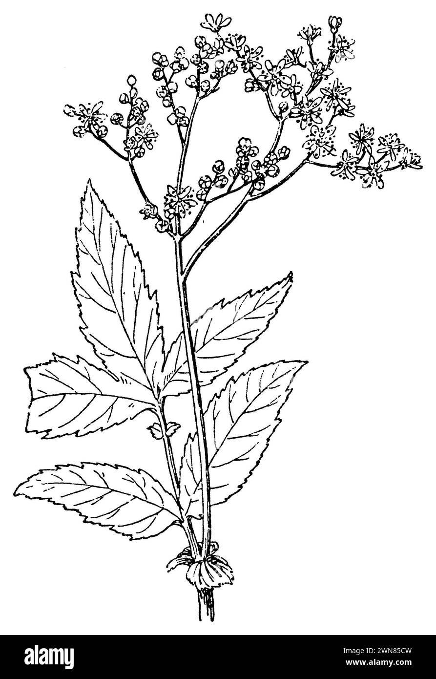 Meadowsweet, Filipendula ulmaria,  (botany book, 1910), Echtes Mädesüß, reine-des-prés Stock Photo