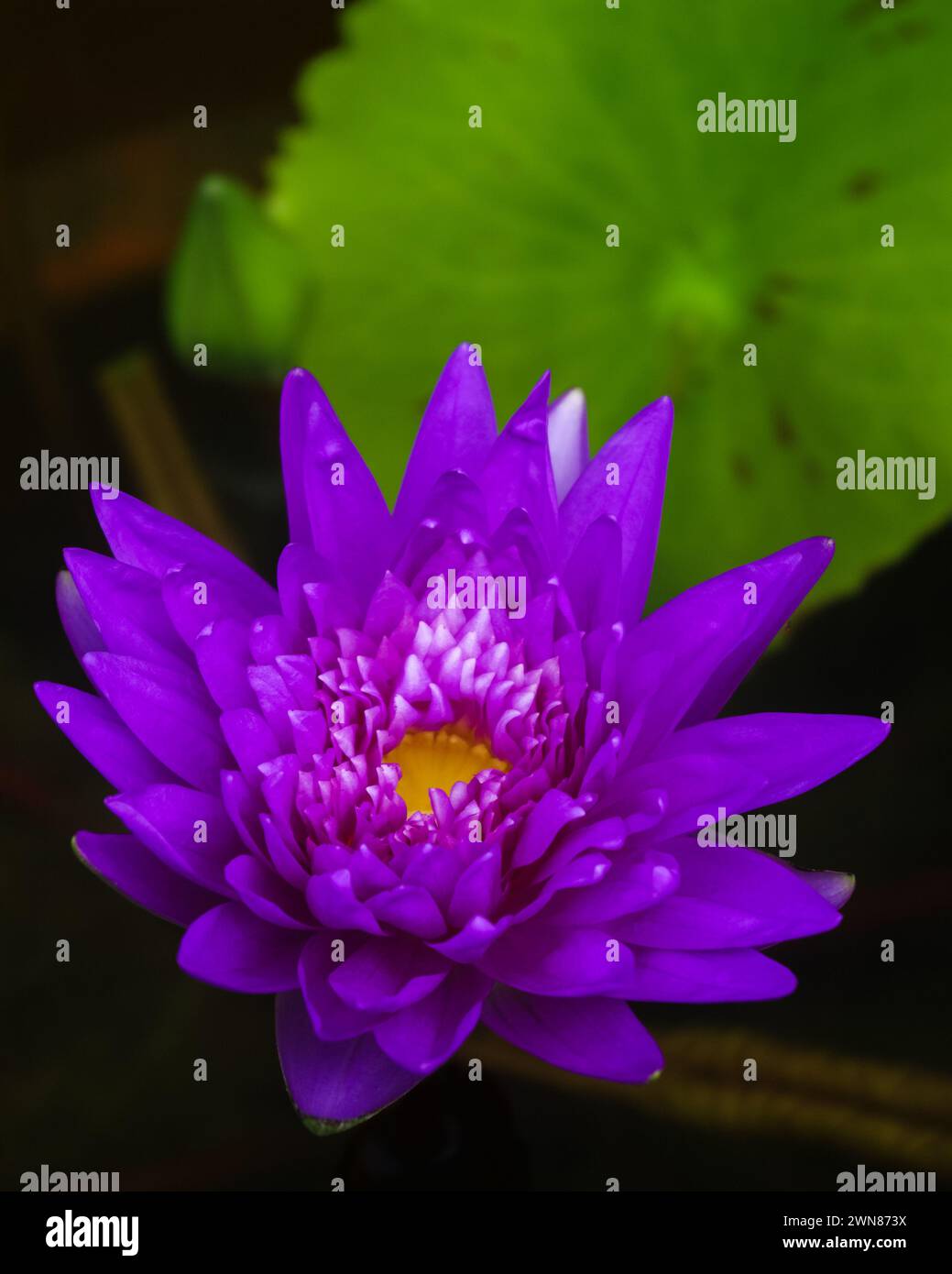 Closeup vertical view of bright purple blue water lily king of siam nymphaea flower, bud and leaf on natural background Stock Photo