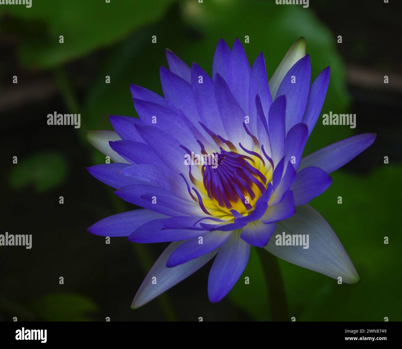 Closeup view of colorful blue tropical water lily flower on natural background Stock Photo