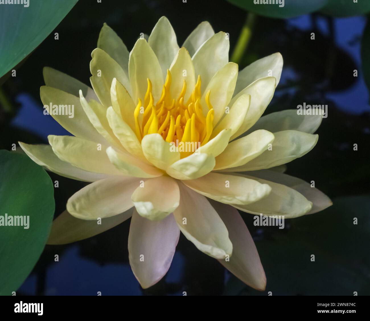 Closeup view of fresh yellow water lily mangkala ubol flower blooming in pond Stock Photo