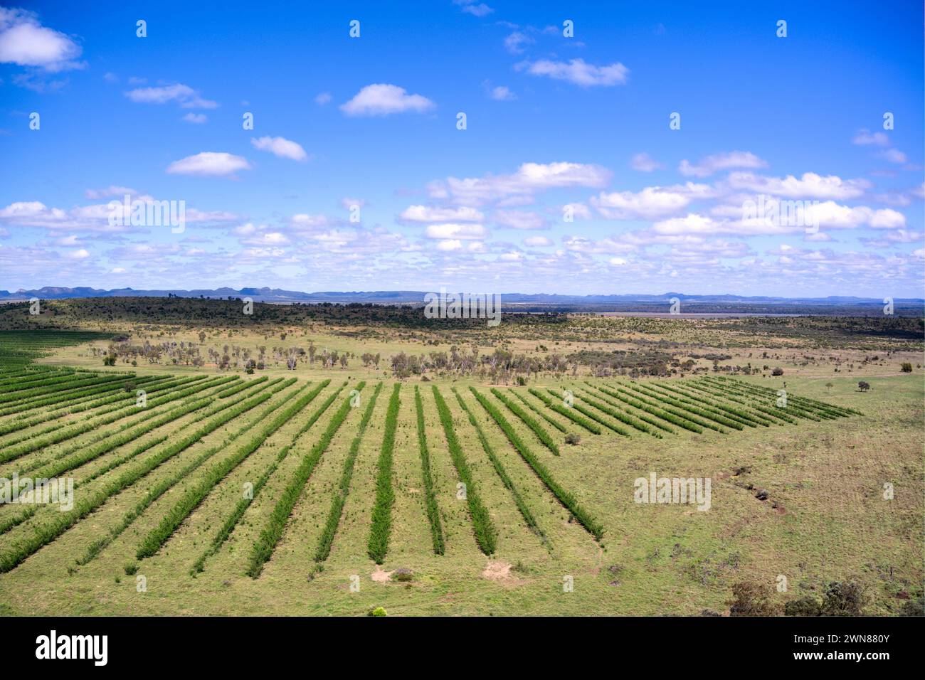 Vertical farming practices on irrigation farmland from the Dawson River for cattle grazing near Cracow Queensland Australia Stock Photo