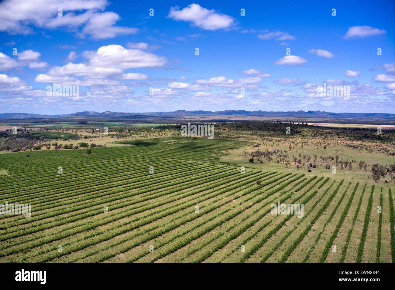 Vertical farming practices on irrigation farmland from the Dawson River for cattle grazing near Cracow Queensland Australia Stock Photo