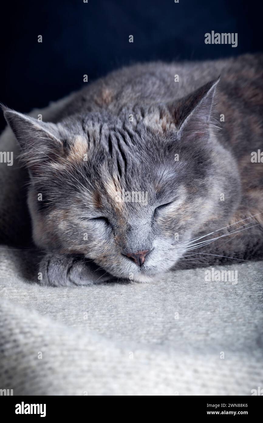 Portrait of a sleeping cat on a gray blanket close-up Stock Photo - Alamy