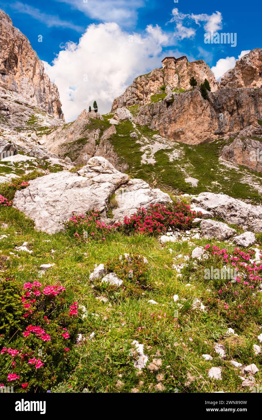 Dolomite alps in summer with flowers blooming Stock Photo - Alamy