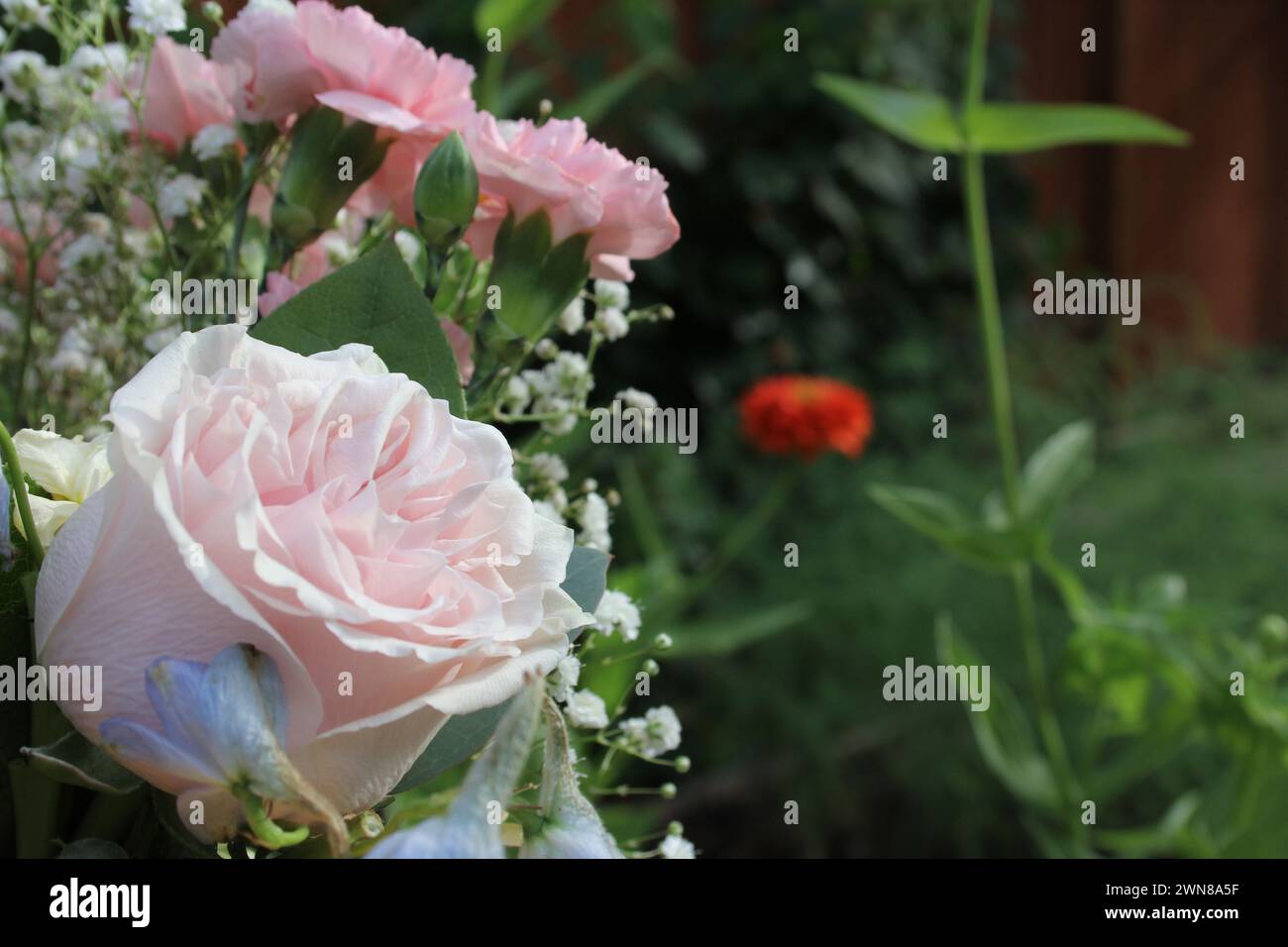 A rose surrounded by blooming flowers and bushes in a garden Stock ...