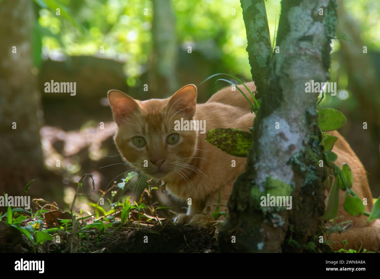 Photo of a cute orange cat Stock Photo - Alamy