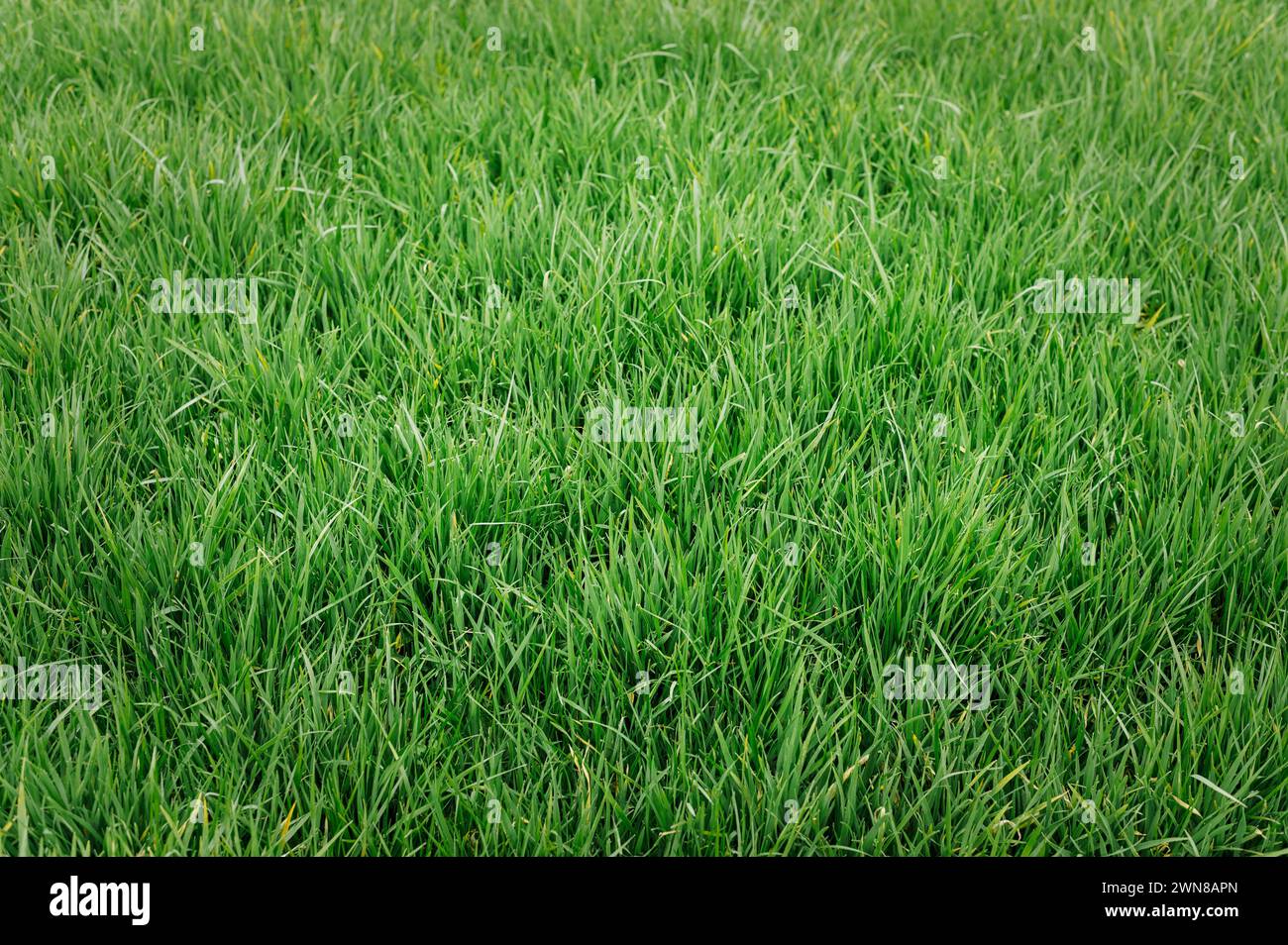 Field sown with growing wheat Stock Photo