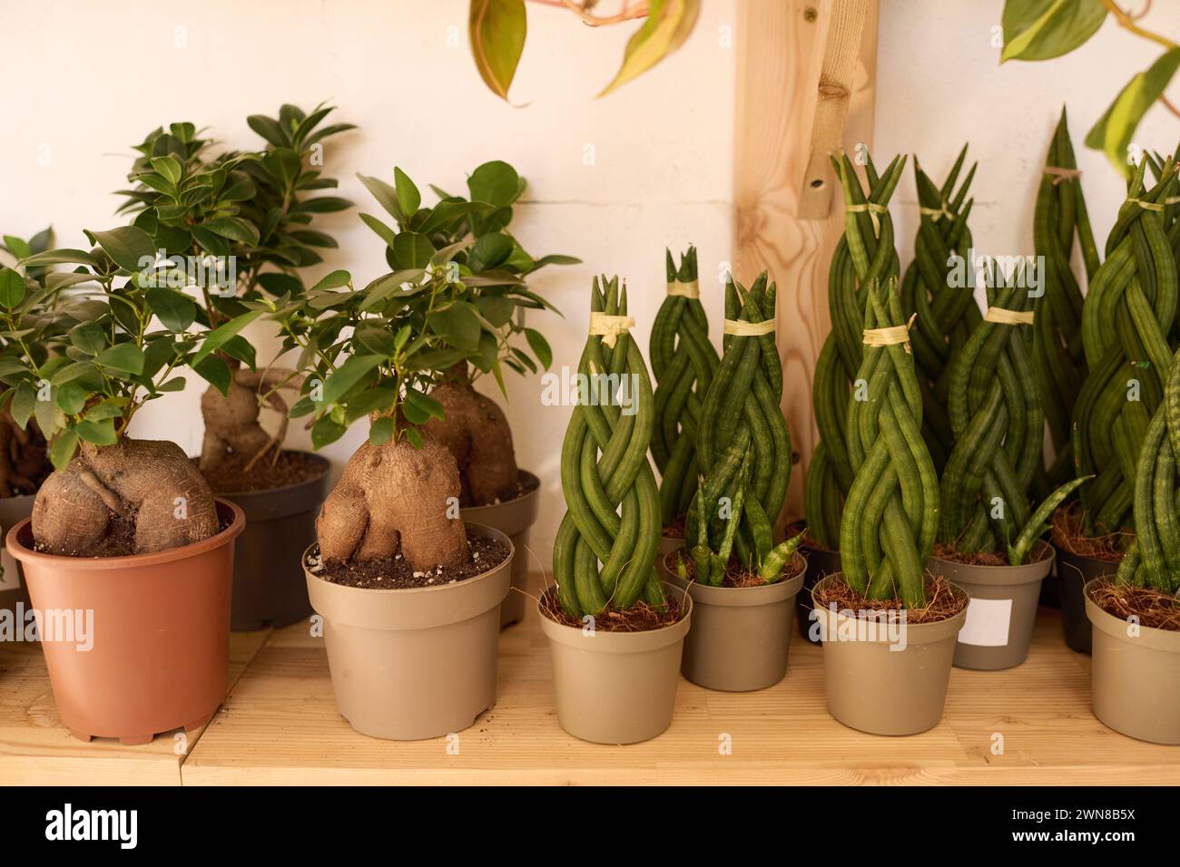 Unusual plant pots hi-res stock photography and images - Alamy