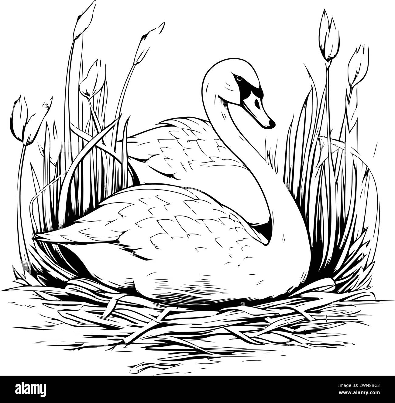 Swan in the grass. Black and white vector illustration for coloring