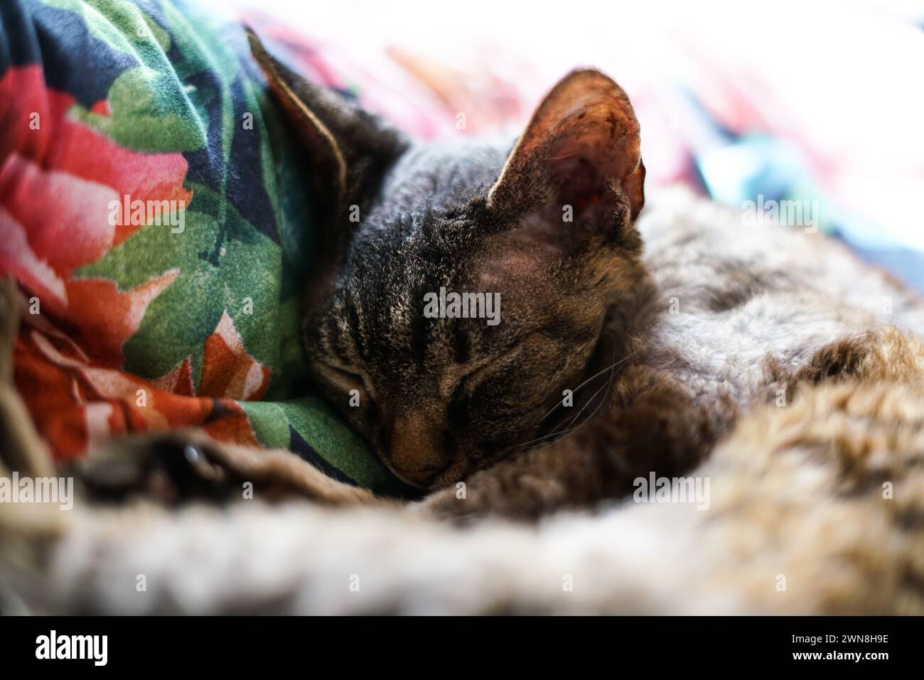 Adorable Devon Rex cat. Close up. Stock Photo