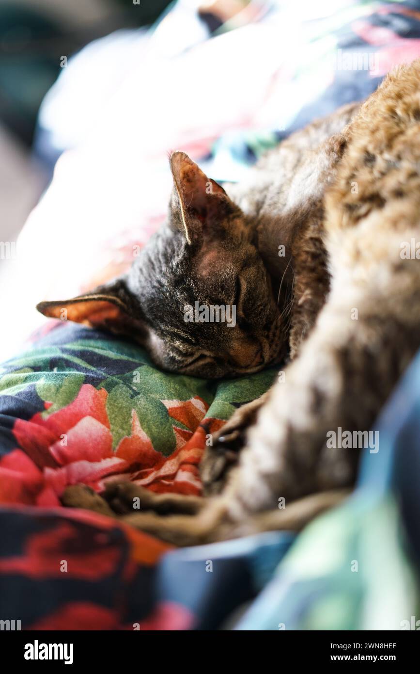 Adorable Devon Rex cat. Close up. Stock Photo